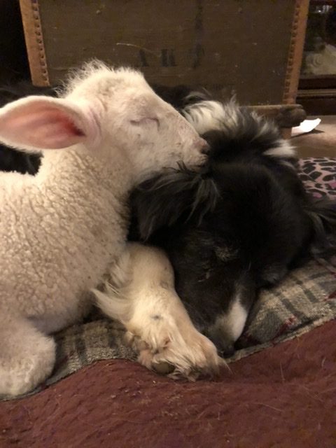 Lamb and dog snuggling